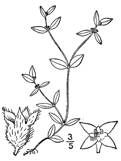 image of Edrastima uniflora, Oldenlandia, Clustered Bluet