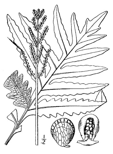 drawing of Onoclea sensibilis, Sensitive Fern, Bead Fern