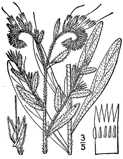 drawing of Lithospermum virginianum, Virginia Marbleseed, Virginia False Gromwell, Pineland Marbleseed