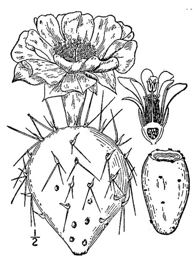 image of Opuntia humifusa, Eastern Prickly-pear