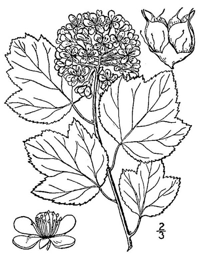 drawing of Physocarpus opulifolius var. opulifolius, Flowering Ninebark, Eastern Ninebark