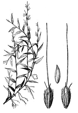 image of Oplismenus setarius, Shortleaf Basketgrass, Woods-grass, Bristle Basketgrass