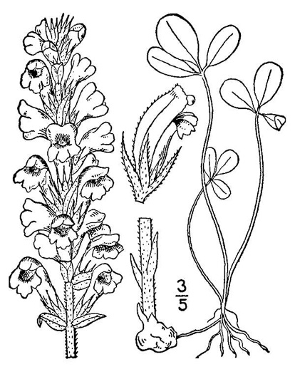 drawing of Orobanche minor, Lesser Broomrape, Small Broomrape