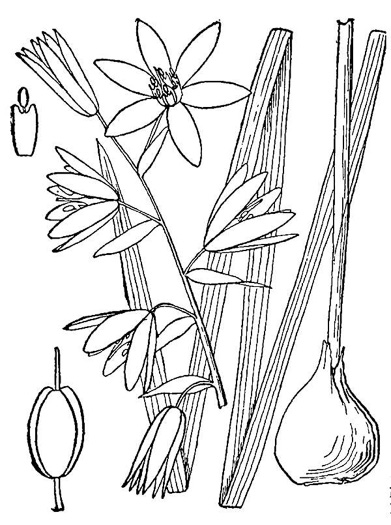 Ornithogalum nutans, Drooping Star-of-Bethlehem