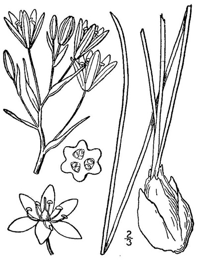 drawing of Ornithogalum umbellatum, Garden Star of Bethlehem