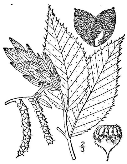 image of Ostrya virginiana, American Hop-hornbeam, Ironwood, Eastern Hop-hornbeam, Leverwood