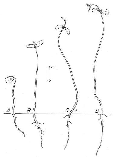 image of Ostrya virginiana, American Hop-hornbeam, Ironwood, Eastern Hop-hornbeam, Leverwood