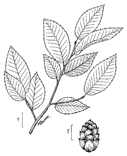 image of Ostrya virginiana, American Hop-hornbeam, Ironwood, Eastern Hop-hornbeam, Leverwood