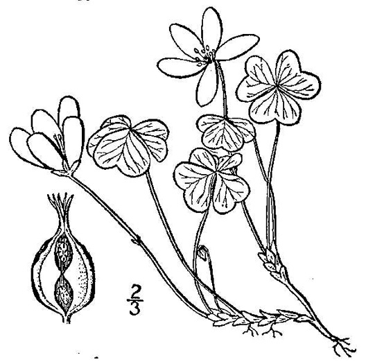 drawing of Oxalis montana, Mountain Wood-sorrel, American Wood-sorrel, Wood Shamrock, White Wood-sorrel