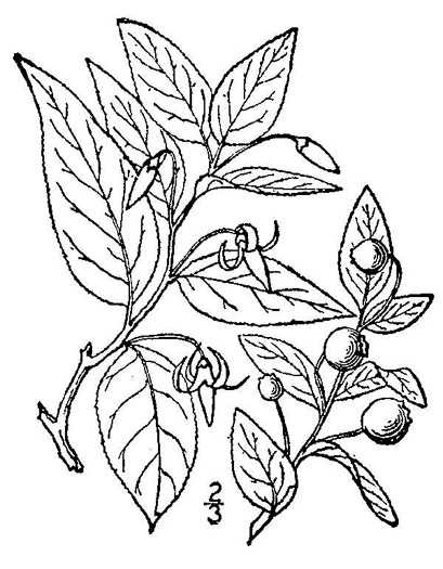 drawing of Vaccinium erythrocarpum, Bearberry, Highbush Cranberry, Mountain Cranberry
