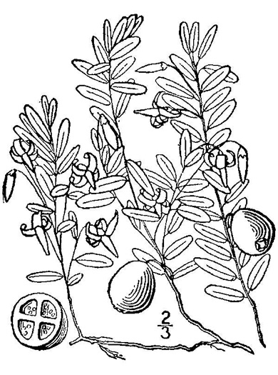 drawing of Vaccinium macrocarpon, Cranberry, Large Cranberry