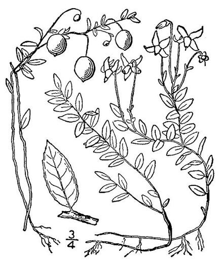 drawing of Vaccinium oxycoccos, Small Cranberry