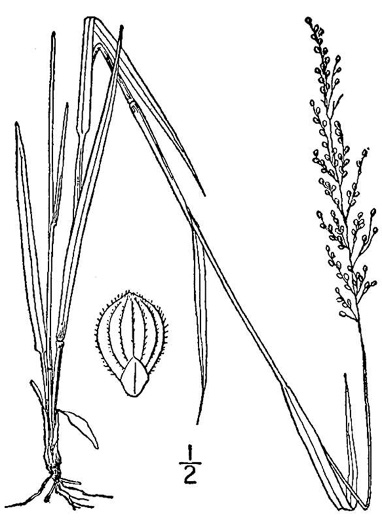 image of Dichanthelium aciculare, Needleleaf Witchgrass, Needleleaf Rosette Grass