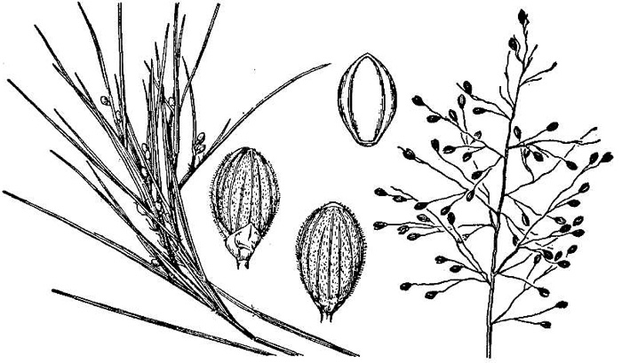 drawing of Dichanthelium aciculare, Needleleaf Witchgrass, Needleleaf Rosette Grass