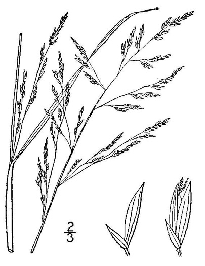 drawing of Coleataenia rigidula ssp. rigidula, Redtop Panicgrass