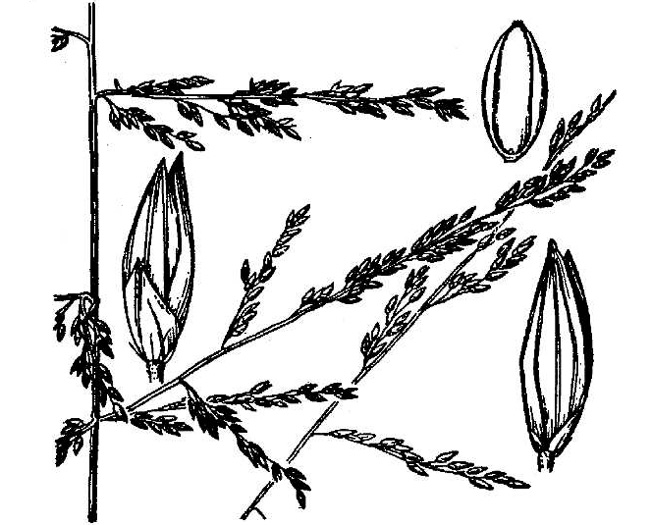 image of Coleataenia rigidula ssp. rigidula, Redtop Panicgrass