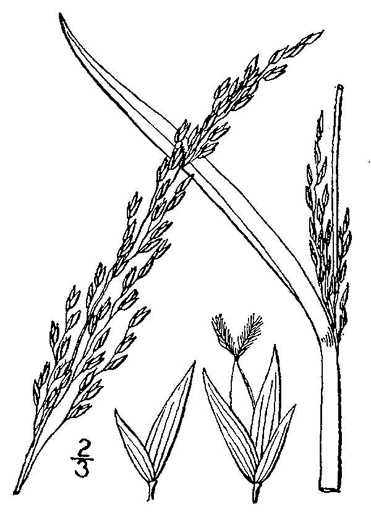 drawing of Panicum amarulum, Southern Seabeach Grass, Bitter Panicgrass