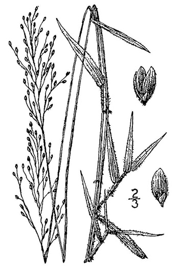 drawing of Dichanthelium annulum, Ringed Witchgrass