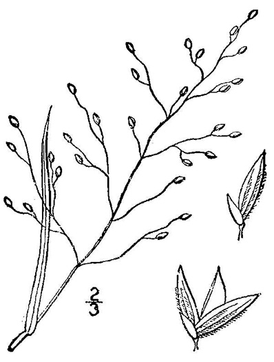 drawing of Dichanthelium angustifolium, Narrowleaf Witchgrass