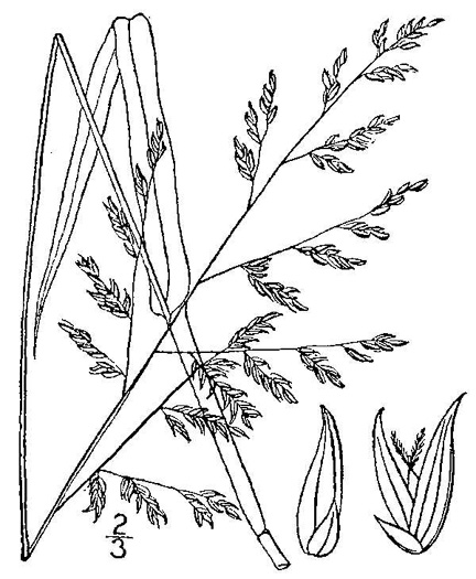 drawing of Coleataenia anceps ssp. anceps, Beaked Panicum, Beaked Panicgrass