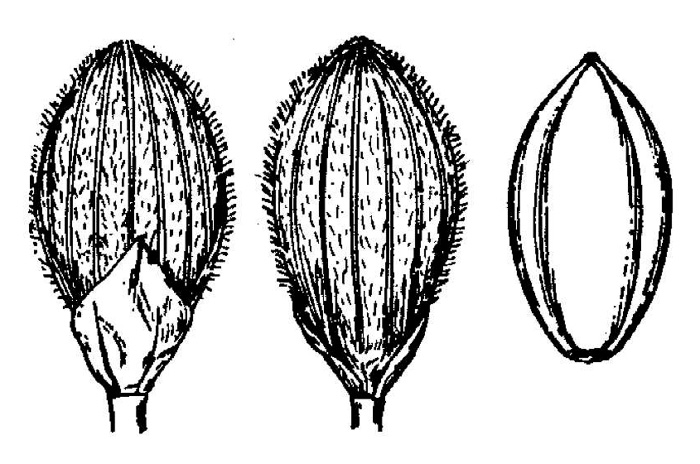 drawing of Dichanthelium arenicoloides, Sandy Woods Witchgrass