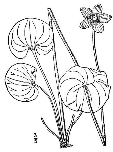 drawing of Parnassia asarifolia, Kidneyleaf Grass-of-Parnassus, Appalachian Grass-of-Parnassus, Brook Parnassia