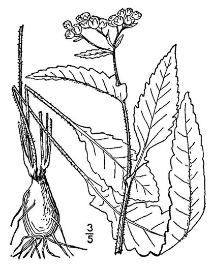 image of Parthenium auriculatum, Glade Wild Quinine