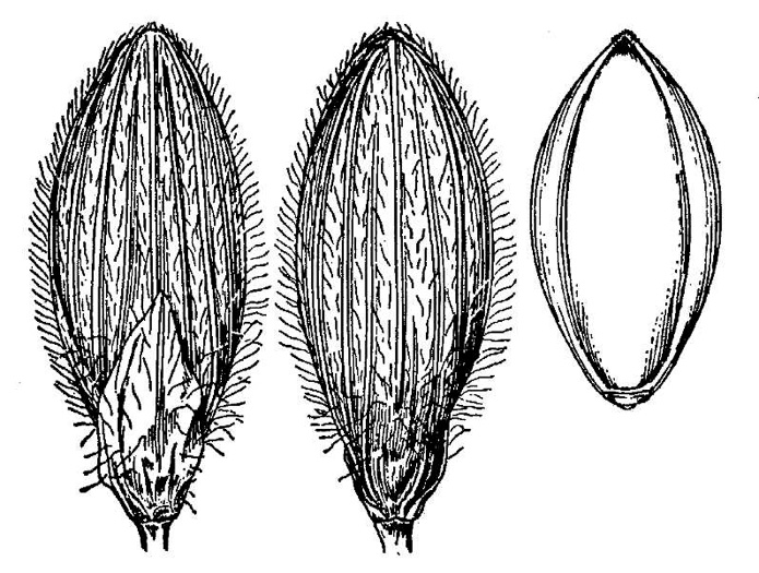 image of Dichanthelium boscii, Bosc's Witchgrass