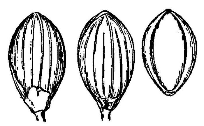 drawing of Dichanthelium caerulescens, Blue Witchgrass