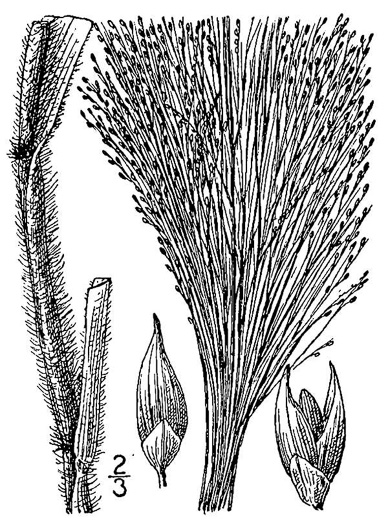 image of Panicum capillare, Witchgrass, Old-witch Panicgrass, Tumbleweed, Tickle Grass