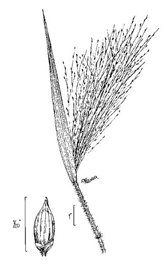 image of Panicum capillare, Witchgrass, Old-witch Panicgrass, Tumbleweed, Tickle Grass