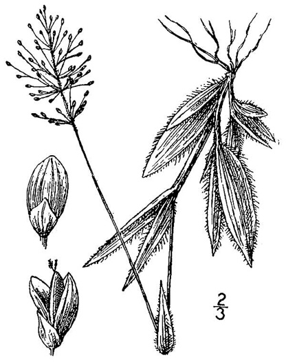 drawing of Dichanthelium strigosum var. leucoblepharis, Dwarf Witchgrass