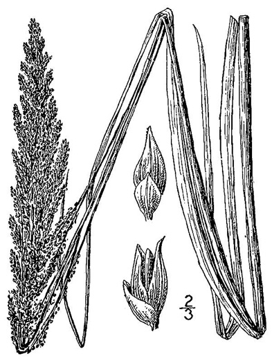 drawing of Coleataenia rigidula ssp. condensa, Dense Panicgrass