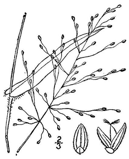 image of Dichanthelium commutatum +, Variable Witchgrass