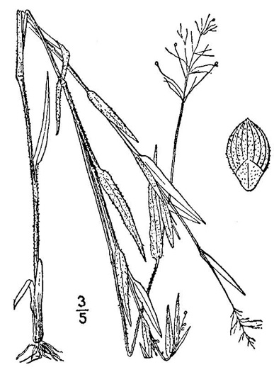 drawing of Dichanthelium columbianum, American Witchgrass