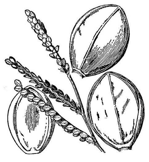 image of Paspalum floridanum, Florida Paspalum, Big Paspalum
