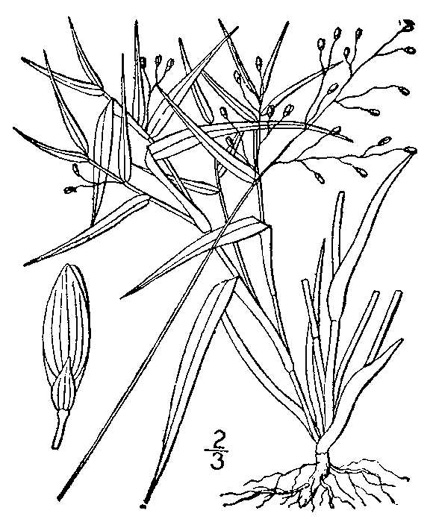 drawing of Dichanthelium dichotomum var. dichotomum, Forked Witchgrass