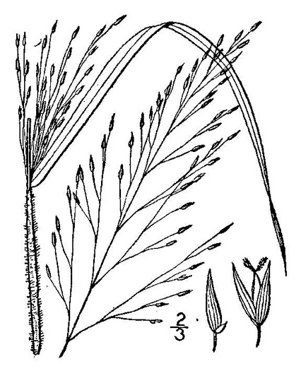 image of Panicum flexile, Wiry Panicgrass