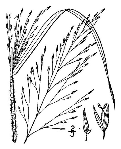 drawing of Panicum flexile, Wiry Panicgrass