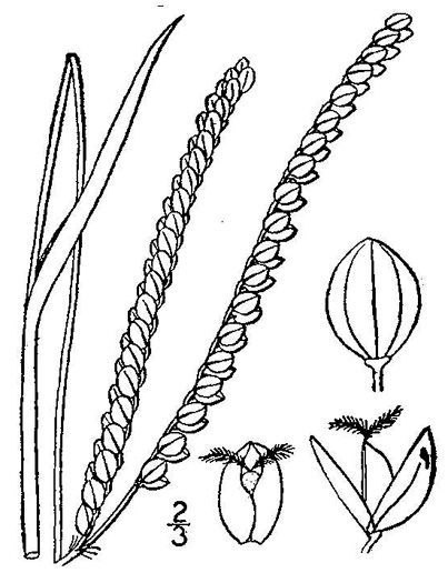 image of Paspalum floridanum, Florida Paspalum, Big Paspalum