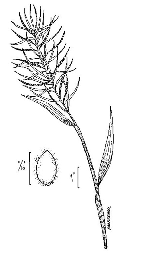 image of Paspalum fluitans, Water Paspalum, Horsetail Crowngrass