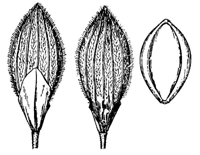 drawing of Dichanthelium fusiforme, Spindle-fruited Witchgrass