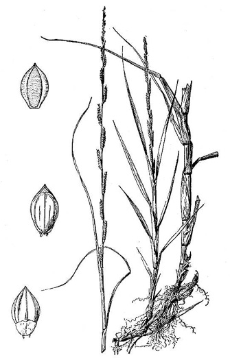 drawing of Paspalidium geminatum, Alligator Grass, Paspalidium, Kissimmee Grass