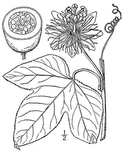 drawing of Passiflora incarnata, Passionflower, Maypop