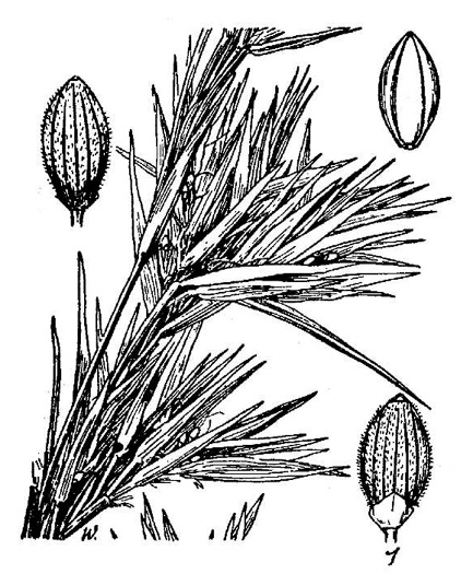 drawing of Dichanthelium acuminatum var. lindheimeri, Lindheimer's Witchgrass