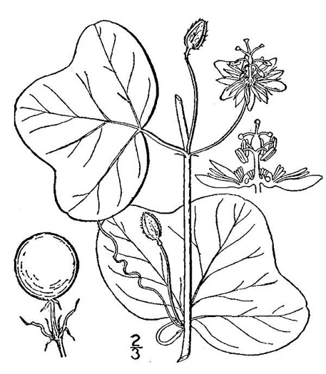 drawing of Passiflora lutea, Yellow Passionflower