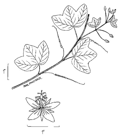 image of Passiflora lutea, Yellow Passionflower, Little Passionflower