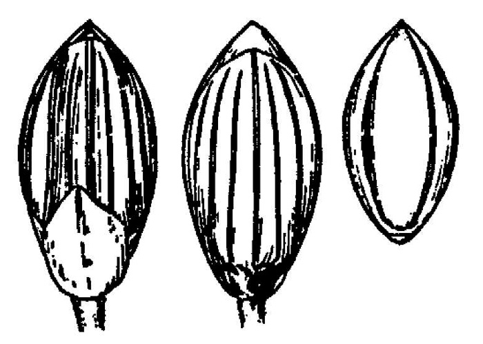 drawing of Dichanthelium lucidum, Bog Witchgrass