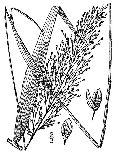 drawing of Dichanthelium mattamuskeetense, Mattamuskeet Witchgrass