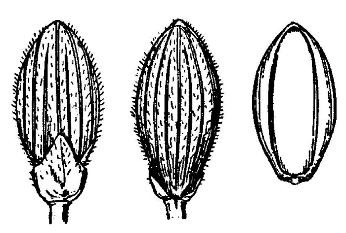 image of Dichanthelium mattamuskeetense, Mattamuskeet Witchgrass